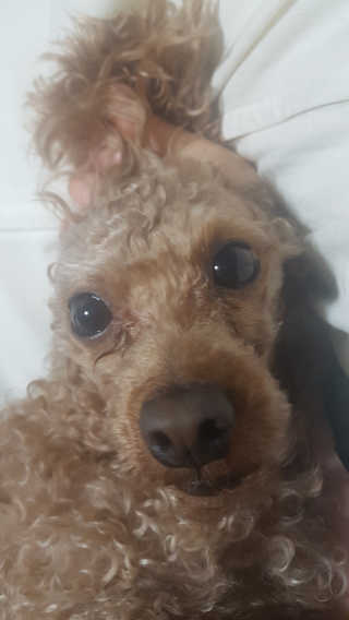 경단보리콩님이 올린 리뷰 사진 3