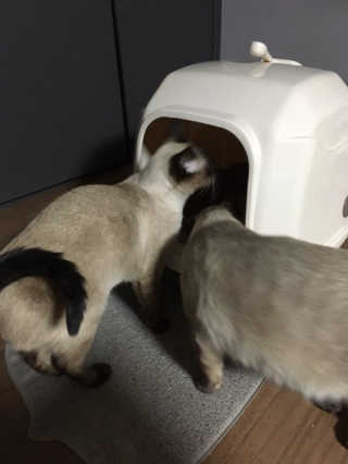 [펫토리아] BEST 한큐뚝딱 고양이 후드형 화장실 — 2.5점을 준 리뷰어가 2019년 1월 올린 사용 사진