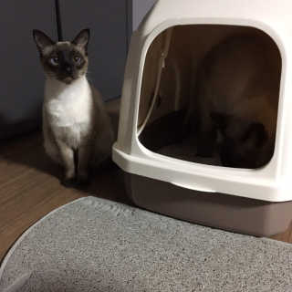 [펫토리아] BEST 한큐뚝딱 고양이 후드형 화장실 — 2.5점을 준 리뷰어가 2019년 1월 올린 사용 사진