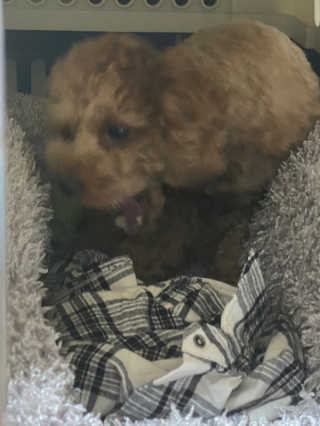 후추맘님이 올린 리뷰 사진 3