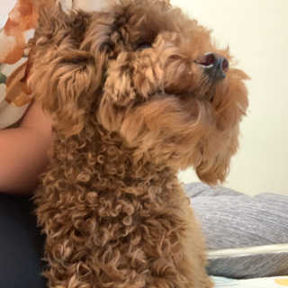 [펫토리아] 토로토로 하치  강아지 파우치간식 — 5점을 준 리뷰어가 2019년 7월 올린 사용 사진