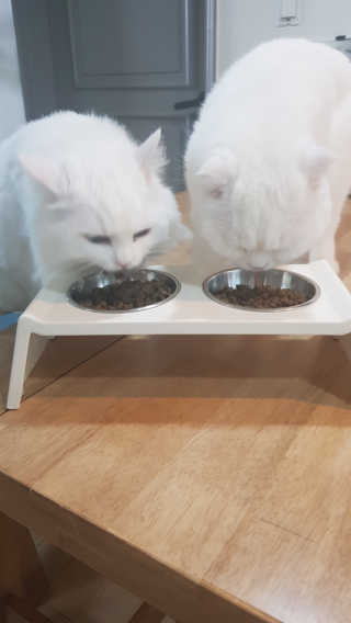 그린펫푸드 인섹트캣 글루텐프리（1.2KG） — 5점을 준 리뷰어가 2019년 7월 올린 사용 사진