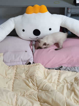 KichunKim님이 올린 리뷰 사진 4