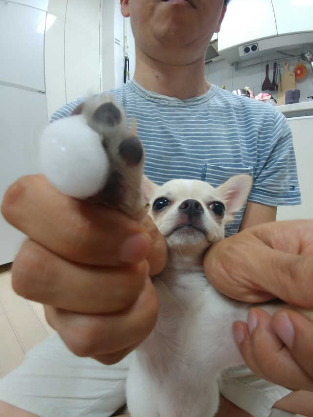 강아지 고양이 워터리스샴푸 리뷰 사진