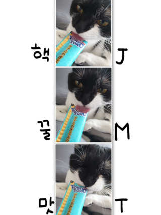 펫토리아 짜먹는 토로토로 고양이 파우치 간식 — 5점을 준 리뷰어가 2019년 6월 올린 사용 사진