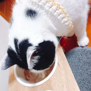 [펫토리아]배피 고양이,빌리강아지 대용량주식캔 — 5점을 준 리뷰어가 2019년 7월 올린 사용 사진