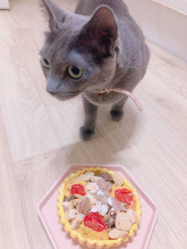강아지 미니 피자 리뷰 사진