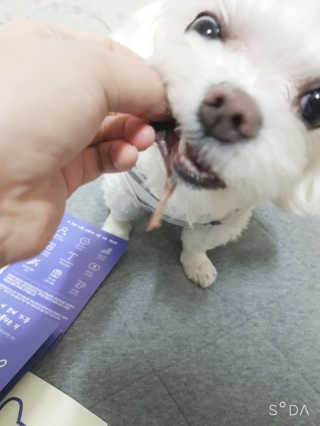 [어글어글] 반려견 친환경 간식 9종 세트 — 5점을 준 리뷰어가 2020년 3월 올린 사용 사진
