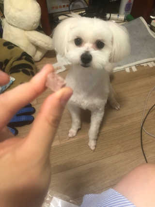 펫츠플레이트 동결건조간식 기호성 테스트 8종 — 4.5점을 준 리뷰어가 2018년 5월 올린 사용 사진
