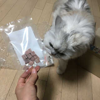펫츠플레이트 동결건조간식 기호성 테스트 8종 — 4.67점을 준 리뷰어가 2018년 5월 올린 사용 사진