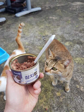 동원 참치킹 고양이 캔 12개입 — 5점을 준 리뷰어가 2018년 10월 올린 사용 사진