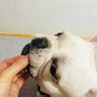 불독키우는개엄마❤️님이 올린 리뷰 사진 4