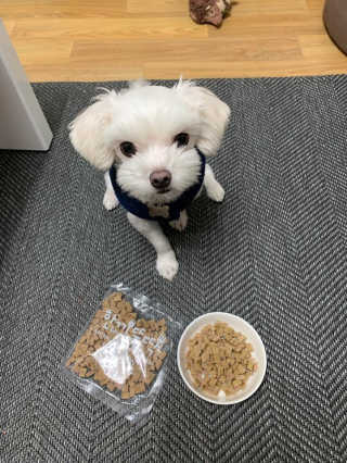 [펫토리아] 맛도 영양도 BEST 한끼뚝딱 강아지 사료 — 5점을 준 리뷰어가 2019년 4월 올린 사용 사진