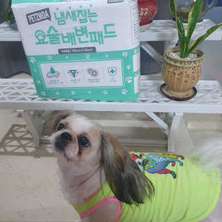 페츠모아 냄새잡는 요술배변패드 — 5점을 준 리뷰어가 2020년 3월 올린 사용 사진