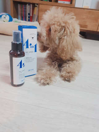 강아지스토리 포인원 모이스처 미스트 100ml — 5점을 준 리뷰어가 2018년 11월 올린 사용 사진