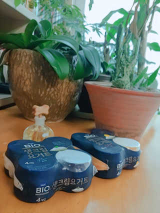 [매일 바이오] 생크림요거트 플레인 12개 + 유자 12개 — 4점을 준 리뷰어가 2019년 6월 올린 사용 사진