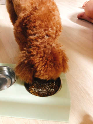 [빙그레] 에버그로 생유산균 1봉（10포입）+펫밀크2팩 — 5점을 준 리뷰어가 2019년 5월 올린 사용 사진