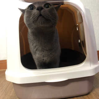 [펫토리아] BEST 한큐뚝딱 고양이 후드형 화장실 — 5점을 준 리뷰어가 2019년 1월 올린 사용 사진
