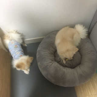 [펫토리아] BEST 한입뚝딱 실속형 강아지 덴탈껌 — 5점을 준 리뷰어가 2019년 2월 올린 사용 사진