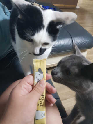 [펫토리아] 강아지,고양이겸용 짜먹는 한입뚝딱 — 4점을 준 리뷰어가 2019년 2월 올린 사용 사진