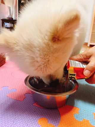 [펫토리아] 토로토로 하치  강아지간식 수프 6종 — 5점을 준 리뷰어가 2019년 9월 올린 사용 사진