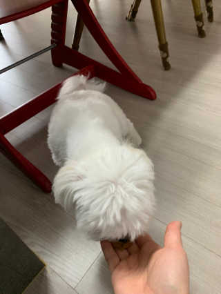 [브루클린펫코] 프리미엄 강아지 수제 쿠키 2종 SET — 4점을 준 리뷰어가 2020년 2월 올린 사용 사진