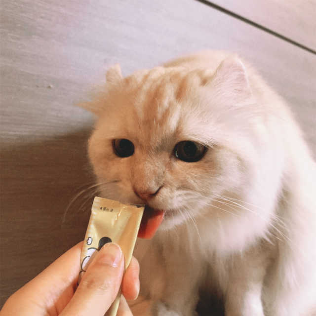 [펫토리아]짜먹는 한입뚝딱 강아지.고양이 마약간식 리뷰 사진