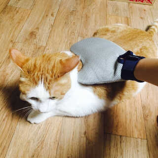 Four paws 리뉴얼 포포즈 매직코트 털 제거 브러쉬 — 5점을 준 리뷰어가 2018년 8월 올린 사용 사진