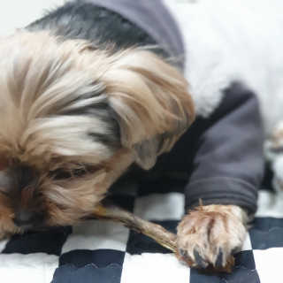 [펫토리아] 한입뚝딱 강아지 수제간식 BEST 5종 — 5점을 준 리뷰어가 2019년 2월 올린 사용 사진