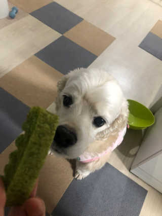 치치어뭉님이 올린 리뷰 사진 3