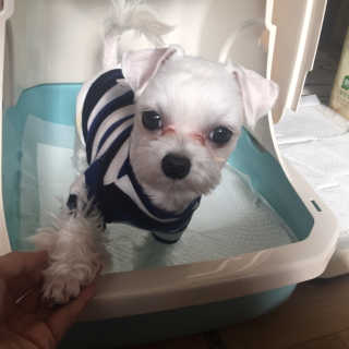 [펫토리아] BEST 한큐뚝딱 고양이 후드형 화장실 — 4점을 준 리뷰어가 2019년 1월 올린 사용 사진