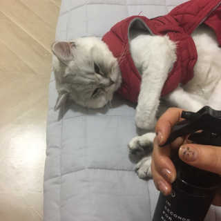 PEACE MOMENT 피스모먼트 인세컨즈포키친 320mL 천연살균소독제 — 5점을 준 리뷰어가 2019년 2월 올린 사용 사진