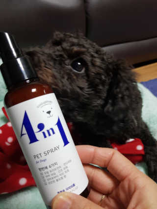 강아지스토리 포인원 모이스처 미스트 100ml — 5점을 준 리뷰어가 2018년 10월 올린 사용 사진