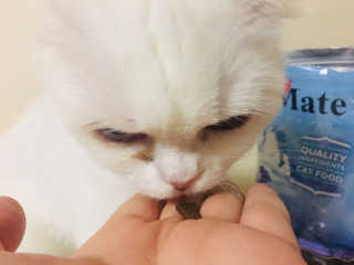화이집사님이 올린 리뷰 사진 3