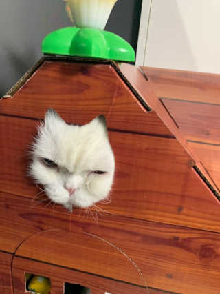 [펫토리아] 한발뚝딱 고양이 스크래쳐 BEST상품 — 5점을 준 리뷰어가 2019년 2월 올린 사용 사진