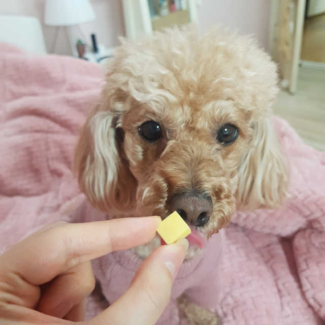 [펫토리아] 한입뚝딱 바이트 + 짜먹는 한입뚝딱 SET 리뷰 사진
