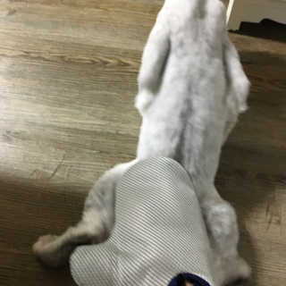 Four paws 리뉴얼 포포즈 매직코트 털 제거 브러쉬 — 5점을 준 리뷰어가 2018년 8월 올린 사용 사진