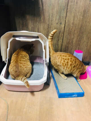 [펫토리아] BEST 한큐뚝딱 고양이 후드형 화장실 — 5점을 준 리뷰어가 2019년 1월 올린 사용 사진