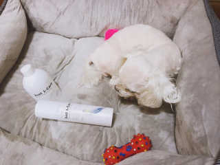 [펫토리아] 뚝딱케어 강아지 고양이 다목적세정제 — 5점을 준 리뷰어가 2020년 2월 올린 사용 사진