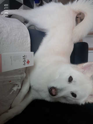 [펫토리아]살균뚝딱 강아지 고양이 살균소독제 탈취제 — 4.5점을 준 리뷰어가 2019년 10월 올린 사용 사진