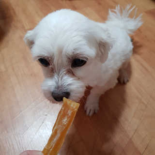 [펫토리아] 한입뚝딱 강아지 수제간식 BEST 5종 — 5점을 준 리뷰어가 2019년 2월 올린 사용 사진