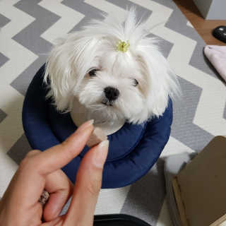 펫츠플레이트 동결건조간식 기호성 테스트 8종 — 4.83점을 준 리뷰어가 2018년 5월 올린 사용 사진
