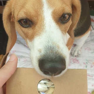 beaglelove님이 올린 리뷰 사진 2