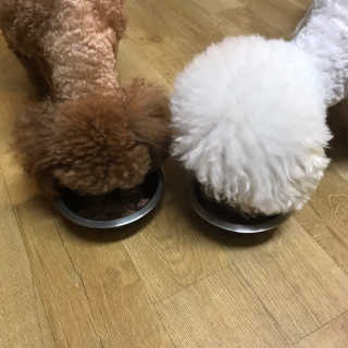 [펫토리아] 한캔뚝딱 강아지 주식캔 12종 콤보 — 5점을 준 리뷰어가 2019년 8월 올린 사용 사진