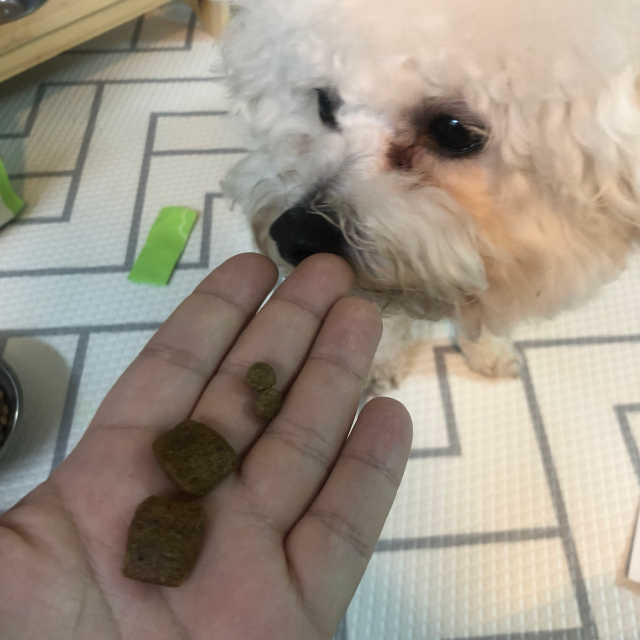 베기도그 그레인프리 리뷰 사진