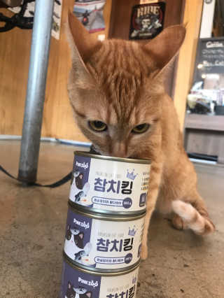 동원 참치킹 고양이 캔 12개입 — 5점을 준 리뷰어가 2018년 10월 올린 사용 사진