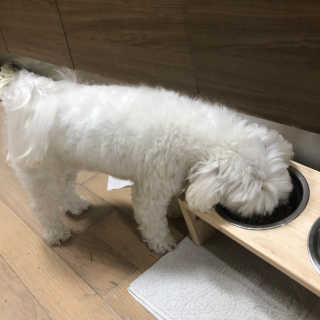 펫토리아 한끼뚝딱 클래식 국산 건식사료 — 5점을 준 리뷰어가 2019년 7월 올린 사용 사진