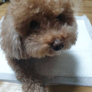 🐕삐딱이💖💖💖님이 올린 리뷰 사진 3