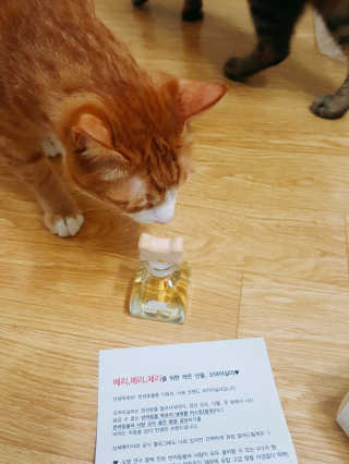 오!마이실리 오마이실리 반려동물 디퓨저 — 4점을 준 리뷰어가 2017년 11월 올린 사용 사진