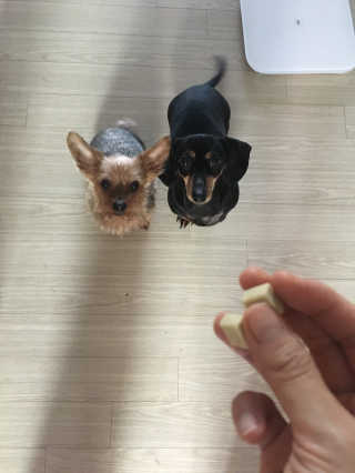 오빠독 국내산 강아지 간식 수제 큐브 4종 — 5점을 준 리뷰어가 2018년 4월 올린 사용 사진